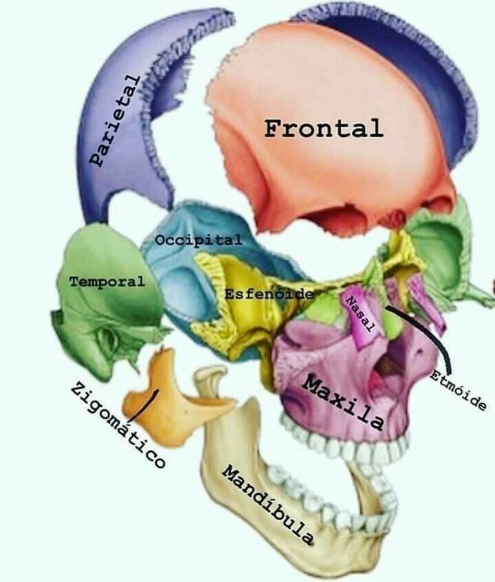 Read more about the article What bone is cranial?