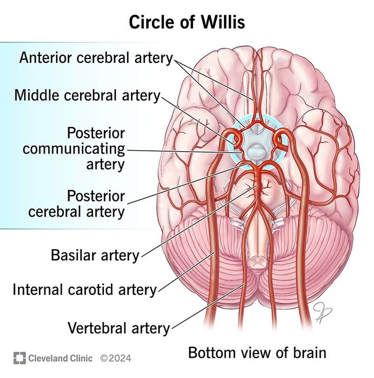Read more about the article What is another name for the cranium?